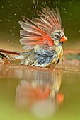 Northern Cardinal (Cardinalis cardinalis) Female Bathing at the waterhole, Rio Grande City, Texas, USA.