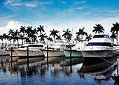 Luxury boats at a marina in Florida.