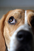 Close up image of the snout of a male tricolor Beagle with focus on the eye, Berlin, Germany, Europe.