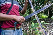 agricultor en un campo de caña de azucar, Saccharum officinarum, Los Cerritos, Lancetillo, La Parroquia, zona Reyna, Quiche, Guatemala, Central America.