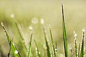 Gras covered in dew drops, Switzerland.