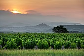 San Vicente wine region at sunrise in Rioja wine region, Spain, Europe.