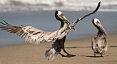 A California Brown Pelican coming in for a landing on a beach in Malibu, California, USA