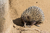 Short-nosed Echidna (Tachyglossus aculeatus) on alert looking for ants to eat