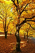 Chesnut forest Castanea sativa, Valle del Genal, Autumn, Genal Valley, Genal river valley, Serranía de Ronda, Málaga province, Andalusia. Spain.
