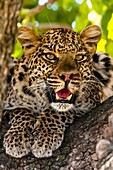 Leopard in a tree, Kwando Concession, Linyanti Marshes, Botswana.