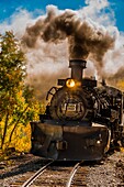 The Cumbres & Toltec Scenic Railroad train pulled by a steam locomotive passes through groves of aspen trees in peak autumn color on the 64 mile run between Chama, New Mexico and Antonito, Colorado. The railroad is the highest and longest narrow gauge ste