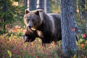 Brown Bear (Ursos arctos), in boreal pinewood in autumn, Finland.