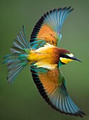 Bee-eater (Merops apiaster), flying, Bulgaria.