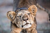Lion (Panthera leo), stretching cub, Samburu National Reserve, Kenya.