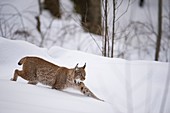Lynx (Lynx lynx) stalking in deep snow, National Park Bayerischer Wald, Bavaria, Germany.