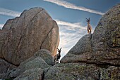 Chamois in The Fantasmas cliffs in The Pedriza. Regional Park of the Alto Manzanares. Manzanares el Real. Madrid. Spain. Europe.