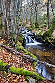 Sestil stream in Canencia birch. Sierra de Guadarrama. Madrid. Spain.