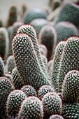 Cactus, Trichcereus Schikendanizii, Jardin Botanico (Botanical Gardens), Valencia, Mediterranean, Costa del Azahar, Spain, Europe.