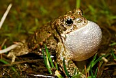 Natterjack toad (Bufo calamita) on surface of a pond near Lozoyuela, Madrid, Spain.