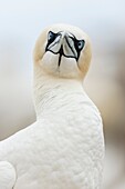 Northern gannet Morus bassanus headshot. Ireland.