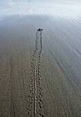 baby green turtle (Chelonia mydas) makes its way to sea for the first time, Meru Betiri National Park, Sukamade Beach, Java, Indonesia.