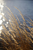 Grass, Stockholm, Sweden