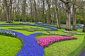 Beautiful blooming flowers in the famous Keukenhof (Keukenhof Gardens), The Netherlands, Europe