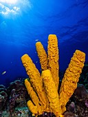 Yellow Tube Sponge -Aplysina fistularis-Metazoa -Los Roques. Venezuela.