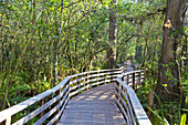 Naples, Florida - The National Audubon Society´s Corkscrew Swamp Sanctuary.