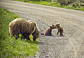 Brown bear with playful cubs in Danali National Park, Alaska, USA.