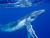 humpback whale (Megaptera novaeangliae). Tonga islands. Polynesia.
