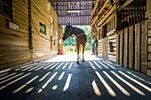 Horse in a stable showing shadows from the wood slats in.