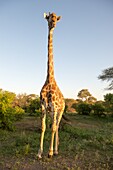 SOUTH AFRICA- Kruger National Park.