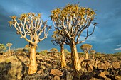 Keetmanshoop, Namibia - Quiver tree forest in the Playground of the Giants.