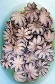 small octopus, fish market, fishing port, Bari, Puglia, Italy, Europe.