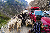 Sheep and goats being herded over the Zojila Pass, Kashmir, Jammu and Kashmir State, India.