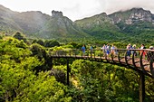 Tree Canopy Walkway, Kirstenbosch National Botanical Garden, Cape Town, South Africa. Table Mountain is in background.