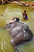 Sri Lanka, Ceylon, North Central Province, ancient city of Sigiriya, elephant´s bath.