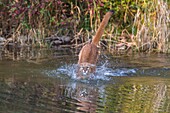 Adult mountain lion (Puma concolor) jumping in a pond, captive, Montana, USA.