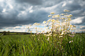 Tages-Langzeitbelichtung einer Wildwiese mit typischer Heide-Vegetation im Vordergrund bei Wind und Wolken - Deutschland, Brandenburg, Spreewald