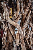 arty dried dead wood for manufacturing, Sonthofen, Allgaeu, Bavaria, Germany