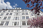 ornamental cherries in front of houses in Hamburg, north Germany, Germany