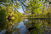 Seitenarm der March, Naturreservat Marchauen, Niederösterreich, Österreich