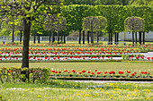 barocker Park, Blumen, Schloss Hof, Marchfeld , Niederösterreich, Österreich