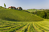 Südsteirische Weinstrasse nahe Ratsch an der Weinstrasse, Steiermark, Österreich