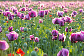 Schlafmohn (Papaver somniferum), Pottendorf, Niederösterreich, Österreich