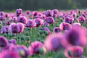 Schlafmohn (Papaver somniferum), Pottendorf, Niederösterreich, Österreich