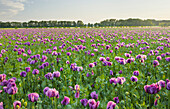 Schlafmohn (Papaver somniferum), Niederösterreich, Österreich