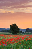 Schlafmohn (Papaver somniferum), Kottingbrunn, Niederösterreich, Österreich