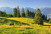 Blick von der Walder Alm ins Inntal und zu den Tuxer Alpen, Jagdhütte, Kühe, Tirol, Österreich