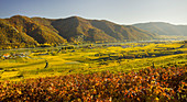 Weinberge bei Weißenkirchen in der Wachau, Wachau, Niederösterreich, Österreich