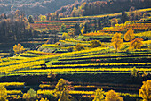 Weinberge bei Weißenkirchen in der Wachau, Wachau, Niederösterreich, Österreich