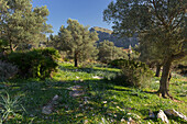 Olivenhain, Ermita de Betlem, Mallorca, Balearen, Spanien