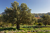 Olivenhain, Ermita de Betlem, Mallorca, Balearen, Spanien